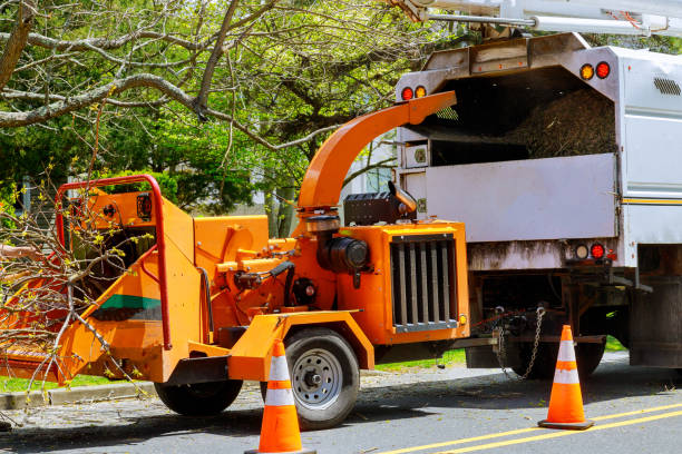 How Our Tree Care Process Works  in Summit Hill, PA